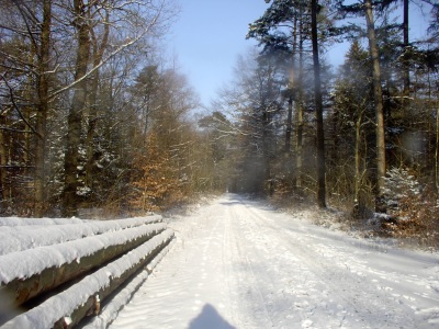 Winter im Wald